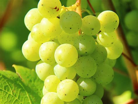 5 Health Benefits Of Eating Grapes