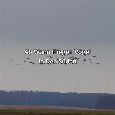 Ab Wann Fliegen Vögel In Den Süden Vogelwunderland