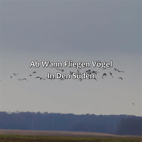 Ab Wann Fliegen V Gel In Den S Den Vogelwunderland