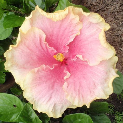 Pink Smile Hibiscus Hibiscus World