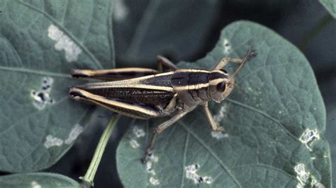 Grasshopper Egg Pods