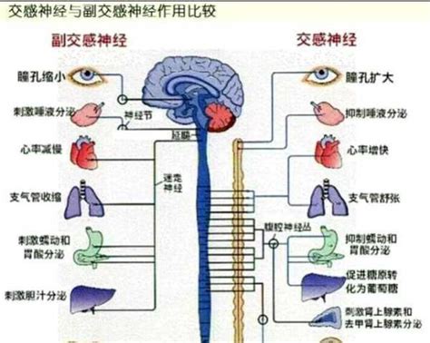 您所不知道的瑜伽冥想練習之交感神經系統