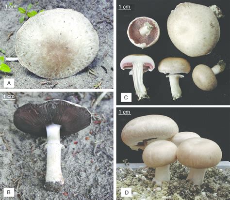 Agaricus Bisporus A Y B Ejemplares Silvestres Mata 641 C Y D