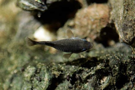 Uno De Los Peces M S Extra Os Del Planeta Bate R Cords De Reproducci N