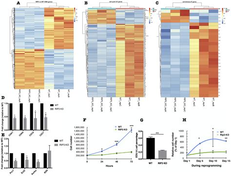 Receptor Interacting Protein Kinase 3 RIP3 Regulates IPSCs Generation