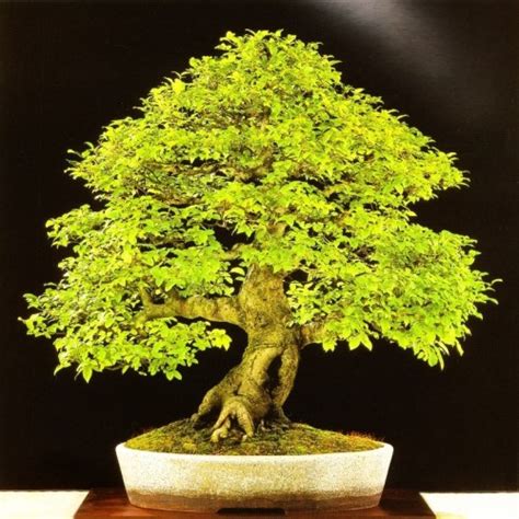 Celtis Sinensis Chinese Hackberry Bonsai Bonsai Ebook Seed Pack