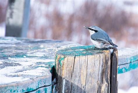 Eurasian Nuthatch Bird Ornithology - Free photo on Pixabay