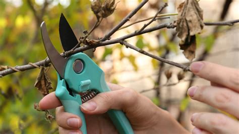 11 Tips For Pruning Your Plants After A Winter Freeze Spring Flowering