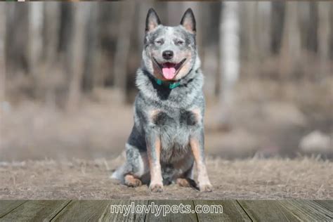 Corgi Blue Heeler Mix: Discover The Surprising Facts