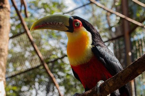 Jardín de los Pájaros Oberá