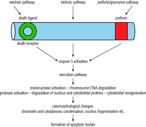 Different pathways of programmed cell death. According to references 5,... | Download Scientific ...