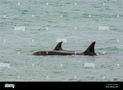 Whale Hunting Hi Res Stock Photography And Images Alamy