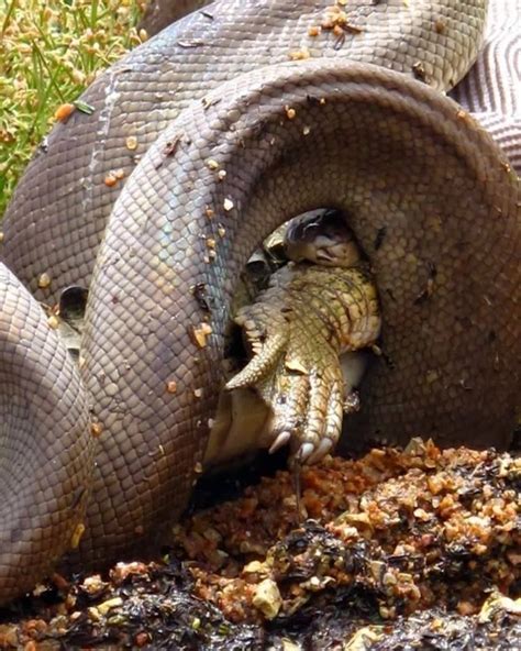 Amazing Animals: Anaconda Eating Crocodile In Australia