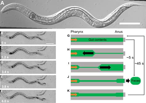 Body Structures And Intestinal Functions Of C Elegans A Dic Image