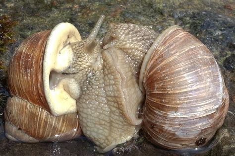 Snails Couple Snails Having Sex They Have Been Doing It F… Flickr