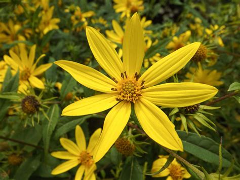 Helianthus Divaricatus Woodland Sunflower Is A Showy Rhizomatous