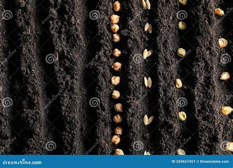 Rows With Vegetable Seeds In Fertile Soil Top View Stock Image Image