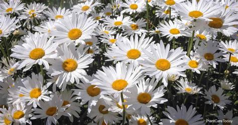 Shasta Daisy Care: How To Grow Leucanthemum Maximum