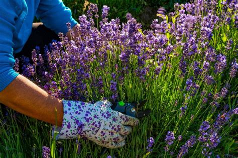 Plantas Perenes Para Jardins De Baixa Manutenção PromisFlora