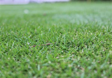 Meyer Zoysia Portland Ar Spring Valley Sod Farm