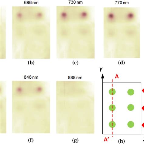 Multispectral Analysis Of A Tissue Mimicking Phantom Presented In Fig Download Scientific