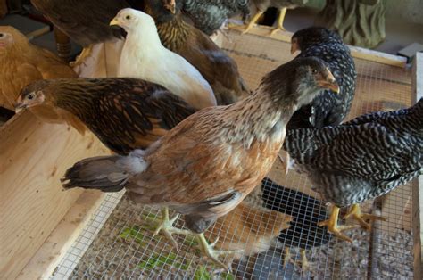 Eight Week Old Easter Egger Pullet Or Cockerel BackYard Chickens