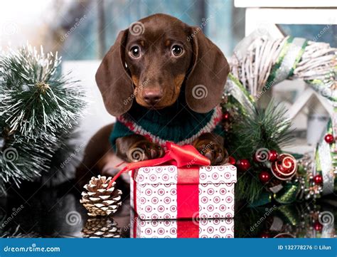 Puppy Dachshund And Christmas T Stock Photo Image Of Isolated