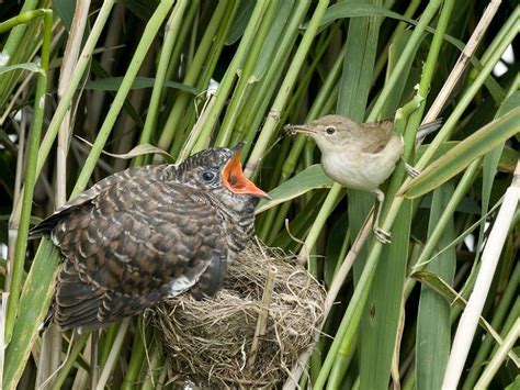 How The Cunning Cuckoo Gets Away With It Sussex Wildlife Trust