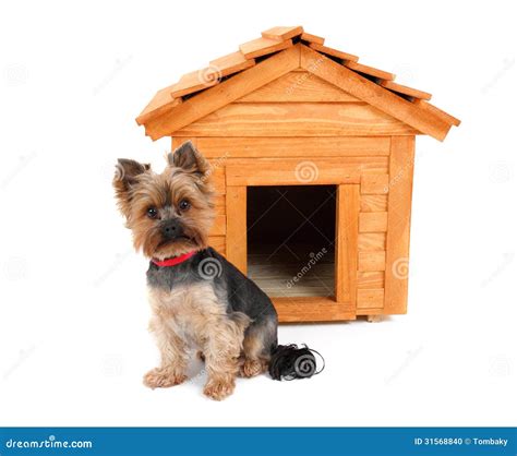 Small Dog with Wooden Dog S House Stock Photo - Image of charm, metal ...