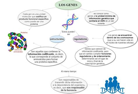 Mapa Mixto De Los Genes Ideas De Colegio Mapas Cromosomas