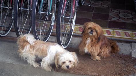 Can Dogs Eat Mango? Benefits and Risks Explained - Dogsintl