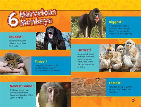 monkey facts