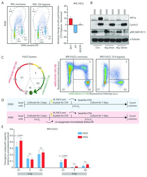 The Hypoxia Induced G1 Arrest Causes Continued Radioresistance After