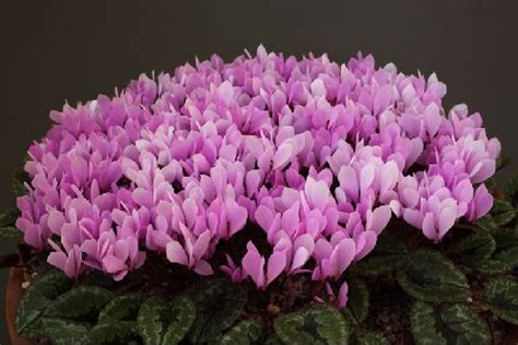 Cyclamen Cilicium Alpine Garden Society