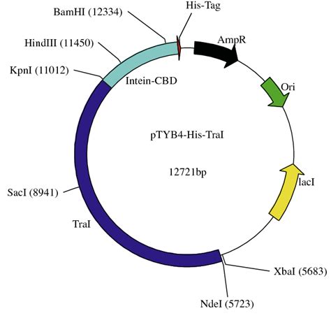 Figure 1 From Rapid Purification Of Helicase Proteins And In Vitro