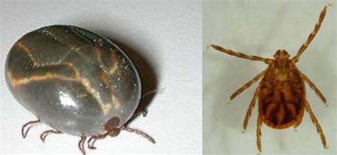 Infectious Diseases A Z Asian Longhorned Tick Finds Its Way To Us