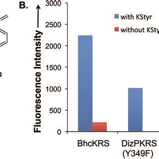 A Fluorogenic Reaction Between Styrene And Tetrazine B