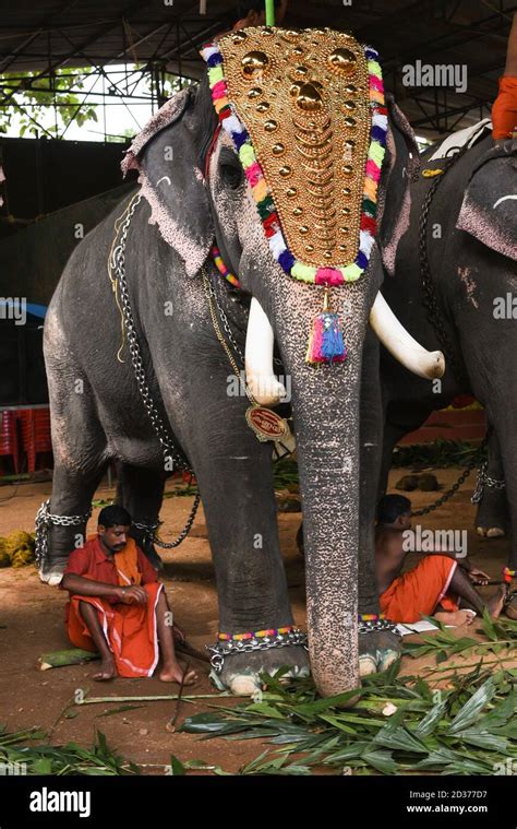 Kerala Decorated Elephant High Resolution Stock Photography And Images