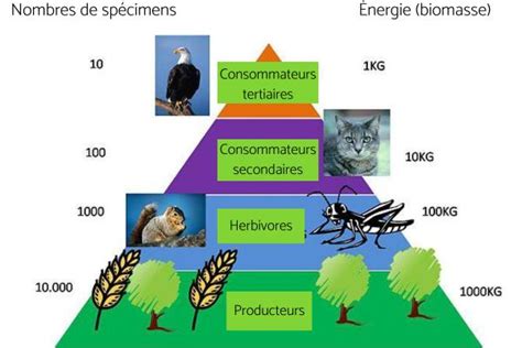 Niveau TROPHIQUE Définition rôle et exemples