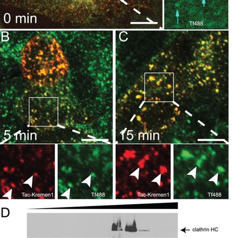 Delineation Of Endocytic Sorting Motif In Kremen Hela Cells Were