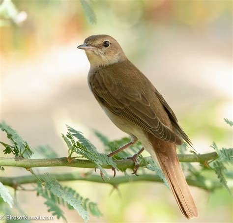 Common Nightingale Luscinia megarhynchos – Bird Sightings from Kuwait