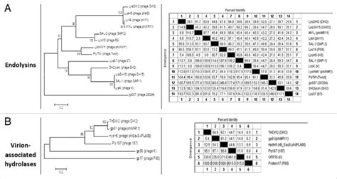 Phylogenetic Tree And Percent Identity And Divergence Matrix Of The