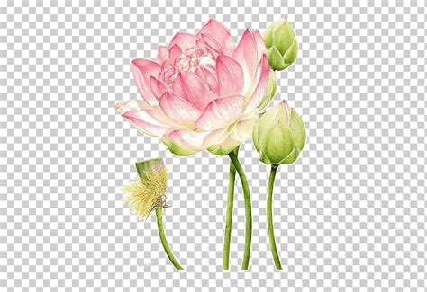 Rosa y blanco pétalo ilustración flor arte dibujo acuarela pintura