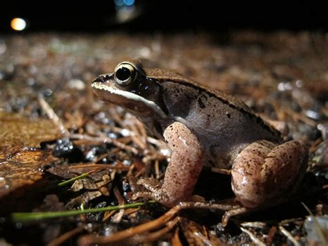 Something Wild: Frozen Wood Frogs Thaw Out | New Hampshire Public Radio