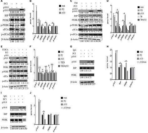 Frontiers Endoplasmic Reticulum Stress Mediated Mdrv P108 Protein