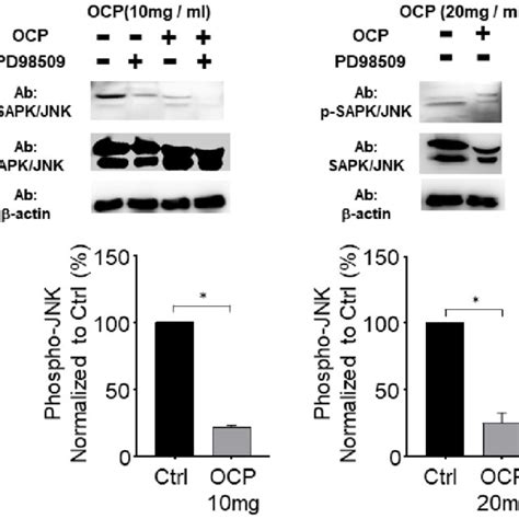 The Octacalcium Phosphate OCP Treatment Regulated P38 Phosphorylation