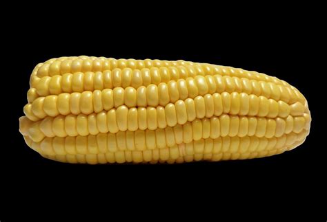single corn   black background  stock photo  vecteezy
