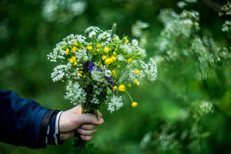 Ramalhete De Flores Selvagens Foto de Stock Imagem de abundância