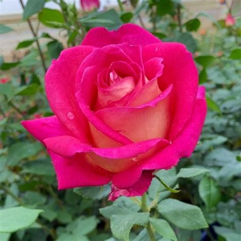 Rose Super Star online kaufen | Rosen Tantau