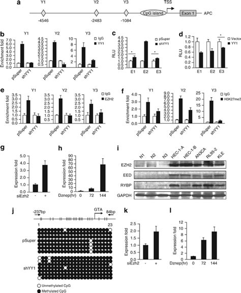 Yy Regulates Apc Through Histone Modification A Schematic